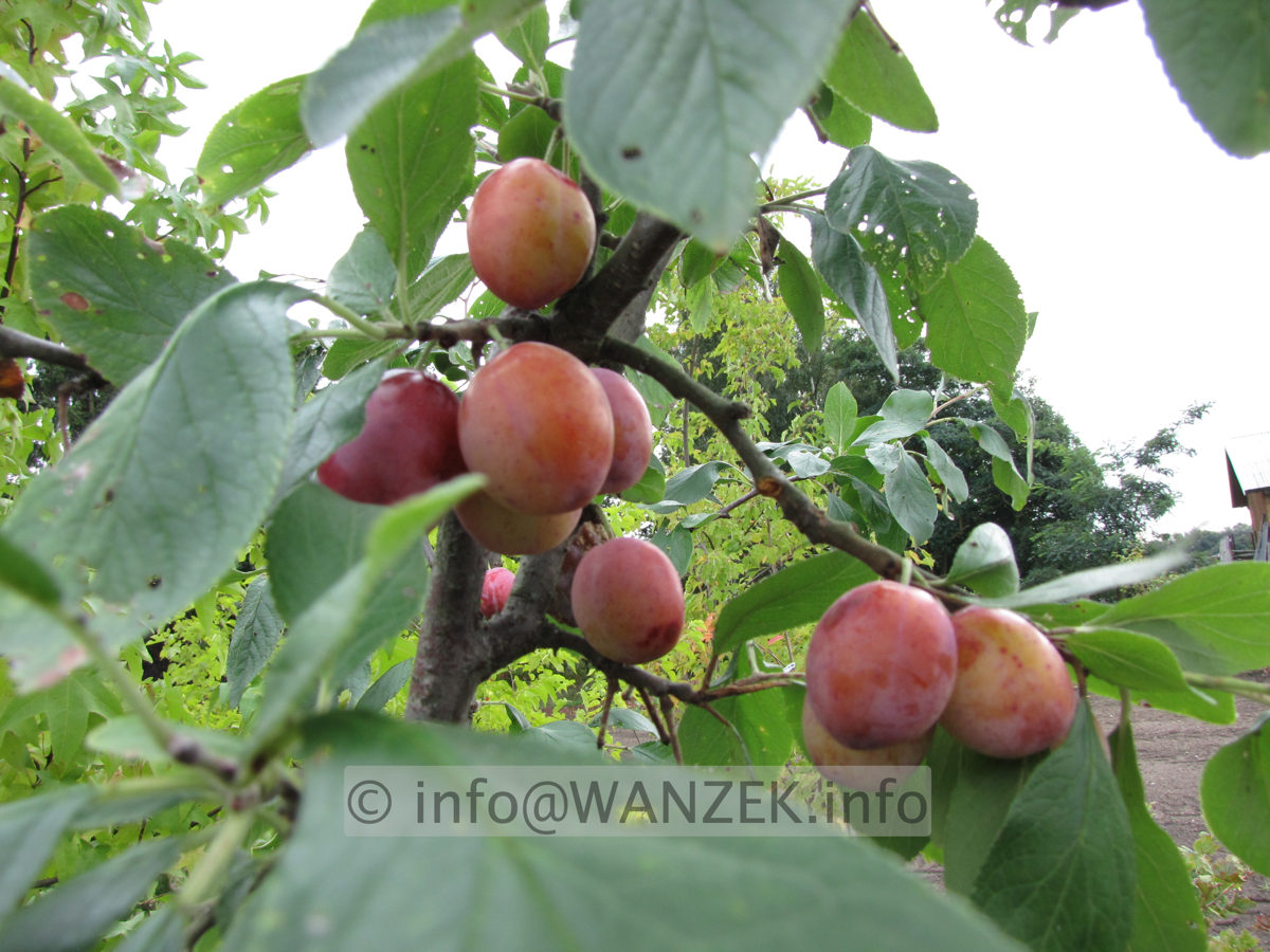 Pflaume Koenigin Victoria 1.JPG